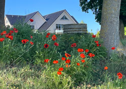 Sicht vom Park auf Haus Carmen